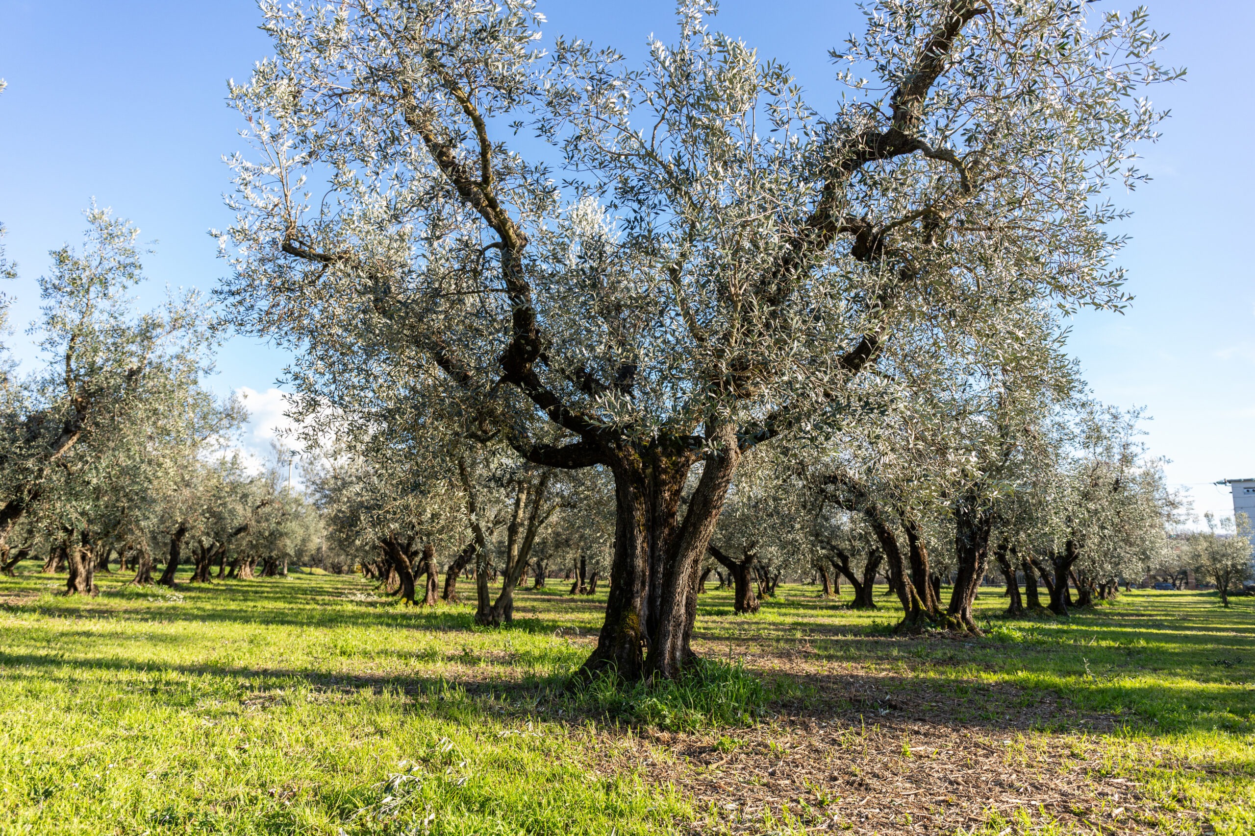 Gennaio nell’oliveto: cosa succede davvero dopo la raccolta