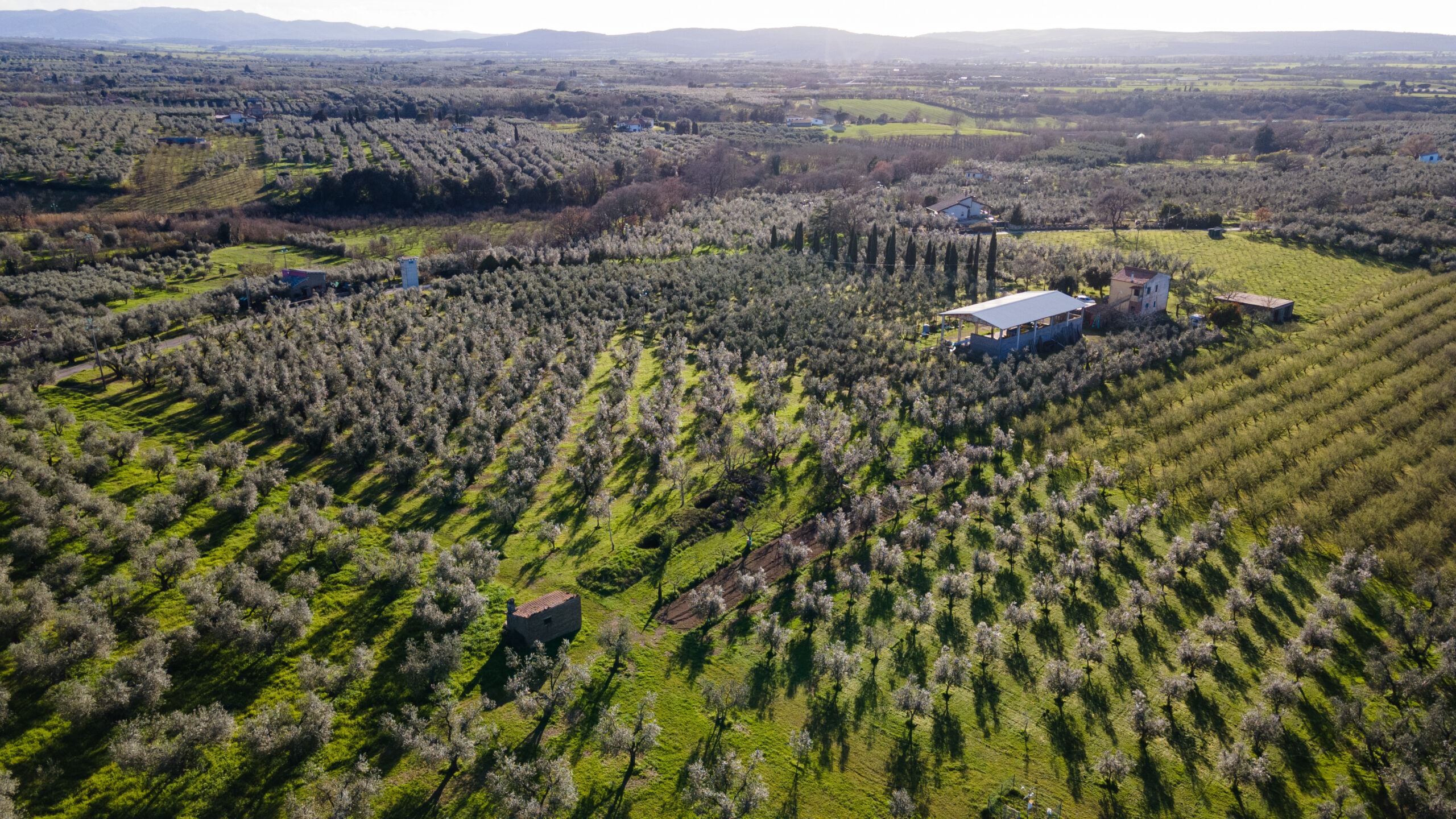Olivicoltura nella Tuscia: perché il territorio incide davvero sull’olio