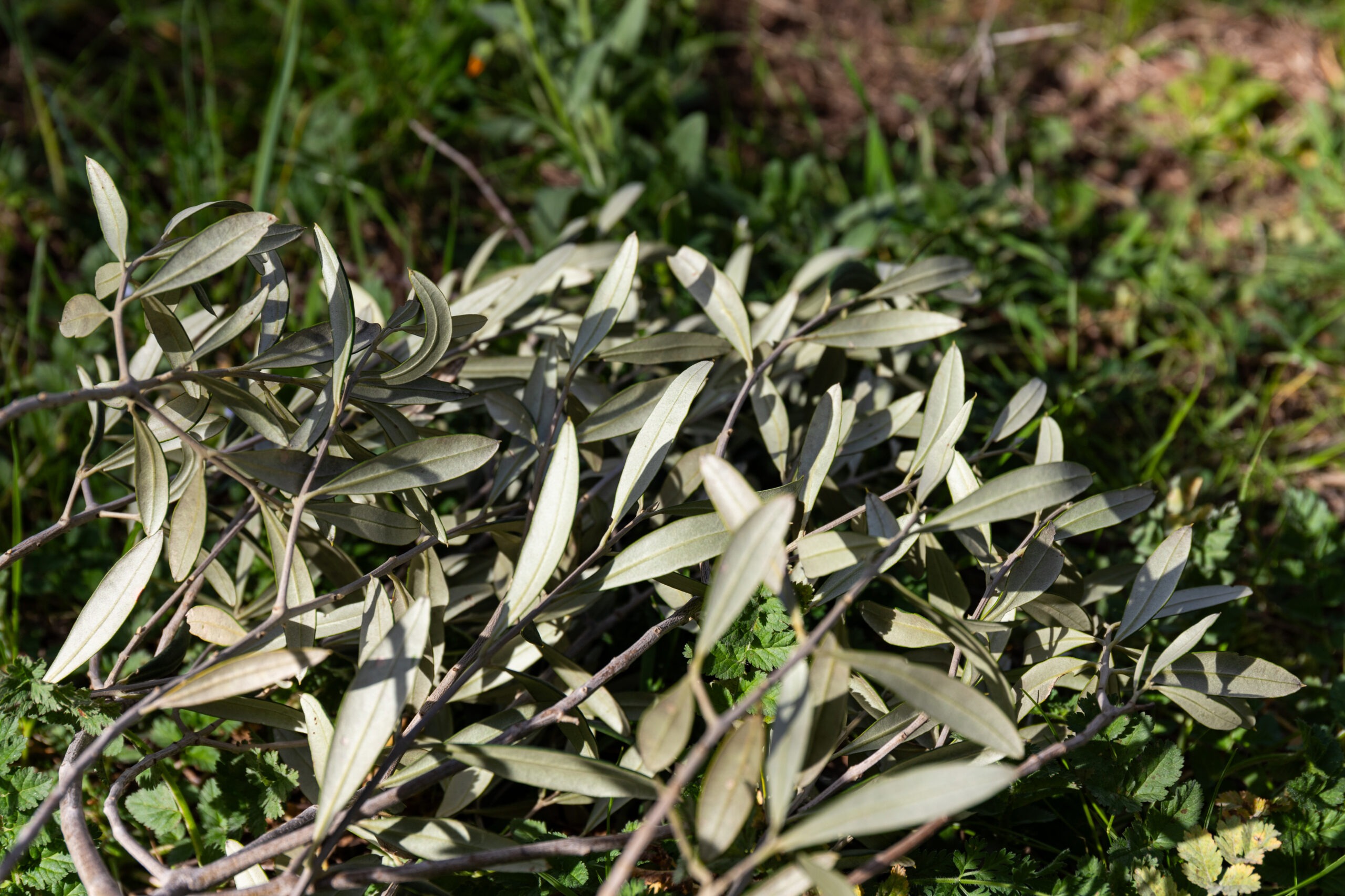 Potatura dell’olivo nella Tuscia: quando farla e perché fa la differenza nell’olio