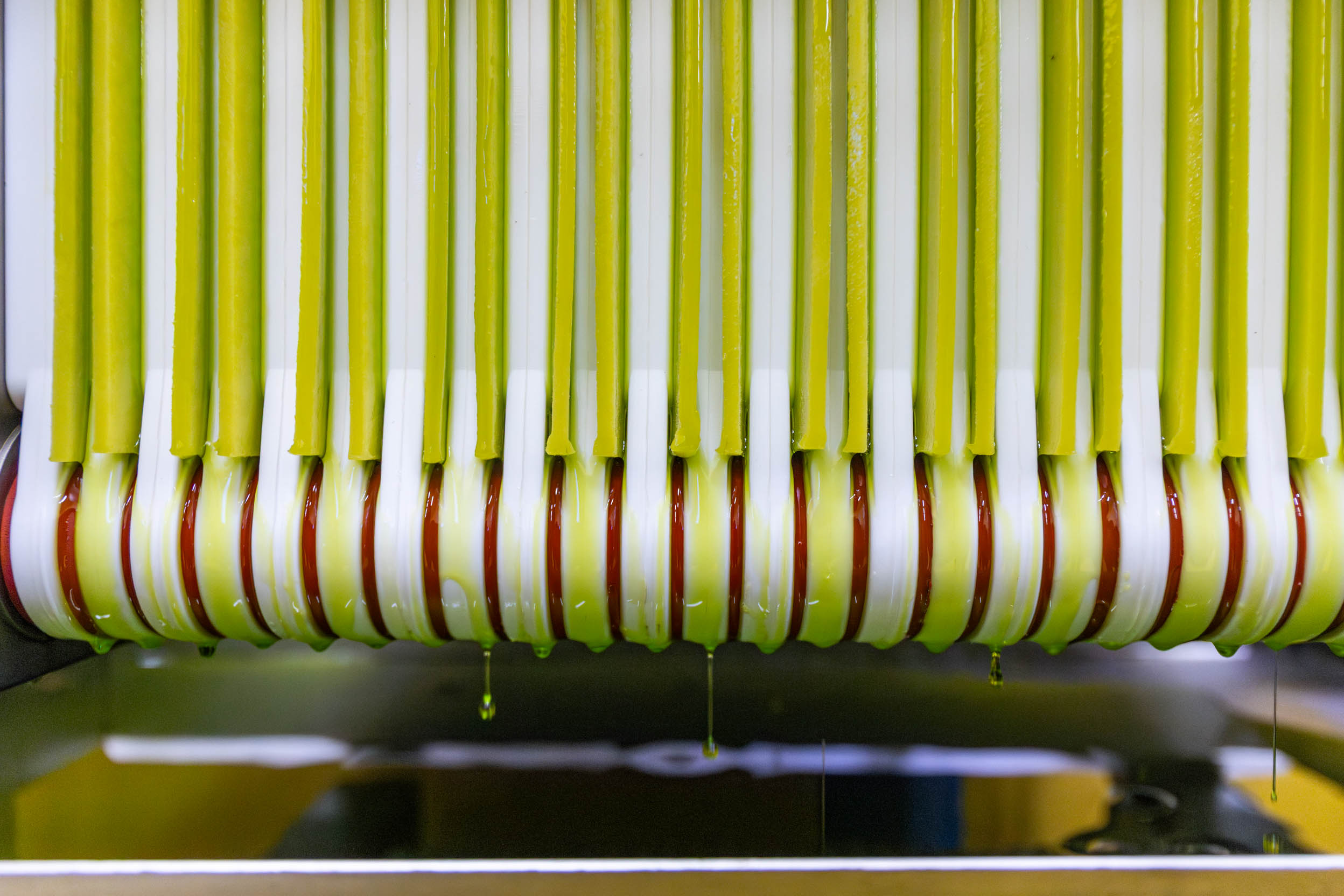 Frangitura delle olive a Vetralla: cosa incide davvero sulla qualità dell’olio