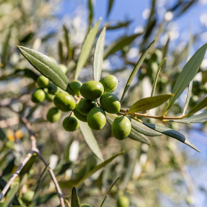 Grappolo di olive ancora verdi su un ramo di olivo negli oliveti del Frantoio Cesare Battisti a Vetralla