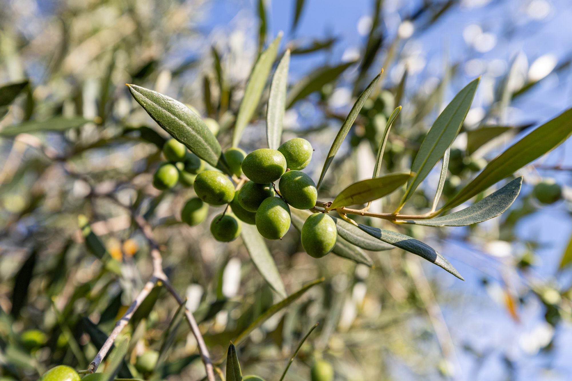 Settembre nell’oliveto: l’invaiatura e come si decide il momento della raccolta
