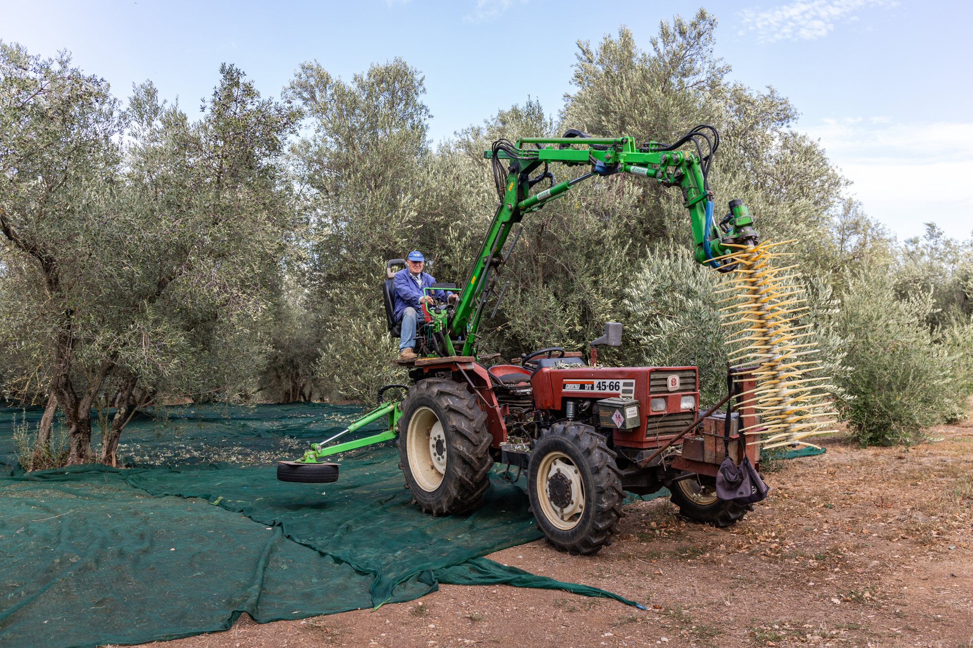 From tree to mill: why the hours after the olive harvest matter